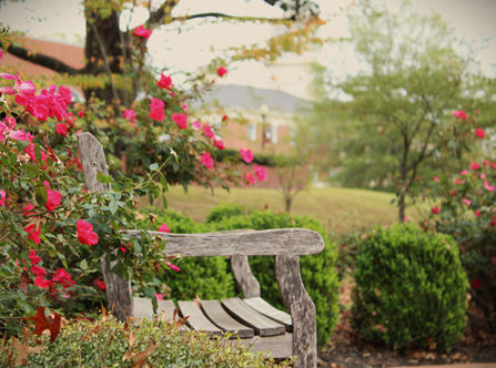 The Return of the Gardening Club
