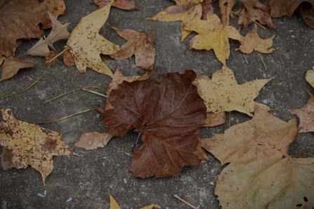 A Spooktacular Halloween Season at Lyon